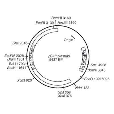 pBLU® Plasmid, 1 µg (200 µL; 0.005 µg/µL)