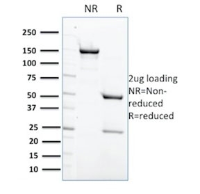 SDS-PAGE analysis of purified, BSA-free PTPN6 antibody (clone CPTC-PTPN6-2) as confirmation of integrity and purity.