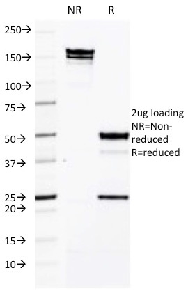 Anti-ICAM3 Antibody [CG106]