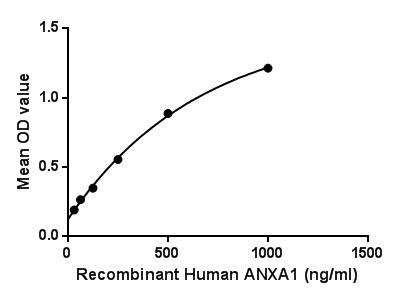Annexin A1 (ANXA1), also known as lipocortin I, belongs to the annexin family of Ca2 -dependent phospholipid-binding proteins that have a molecular weight of approximately 35,000 to 40,000 and are preferentially located on the cytosolic face of the plasma membrane. Annexin A1 protein has an apparent relative molecular mass of 40kDa with phospholipase A2 inhibitory activity. Besides, S100 Calcium Binding Protein A11 (S100A11) has been identified as an interactor of ANXA1, thus a binding ELISA assay was conducted to detect the interaction of recombinant human ANXA1 and recombinant human S100A11. Briefly, ANXA1 were diluted serially in PBS, with 0.01% BSA (pH 7.4). Duplicate samples of 100μL were then transferred to S100A11-coated microtiter wells and incubated for 2h at 37℃. Wells were washed with PBST and incubated for 1h with anti-ANXA1 pAb, then aspirated and washed 3 times. After incubation with HRP labelled secondary antibody, wells were aspirated and washed 3 times. With the addition of substrate solution, wells were incubated 15-25 minutes at 37℃. Finally, add 50µL stop solution to the wells and read at 450nm immediately. The binding activity of ANXA1 and S100A11 was shown in Figure 1, and this effect was in a dose dependent manner.<br/>Figure. The binding activity of ANXA1 with S100A11.