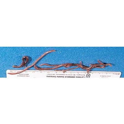 STC™ Living Shipment: Redworm, Pack of 75 to 100