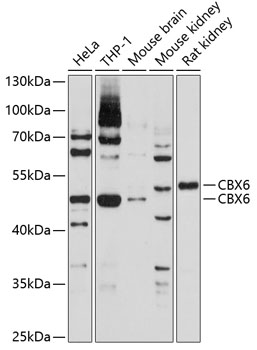 Anti-CBX6 Antibody