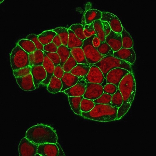 Anti-CD47 Antibody [IAP/964 + B6H12.2]