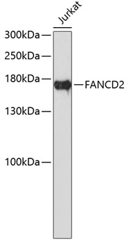 Anti-FANCD2 Antibody
