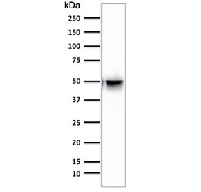 Western blot testing of human brain lysate GFAP antibody (clone SPM507). Predicted molecular weight ~50 kDa.
