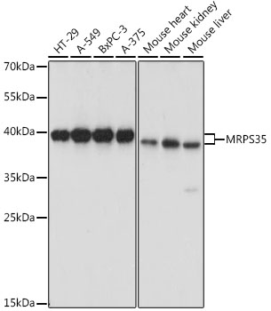 Anti-MRPS35 Antibody