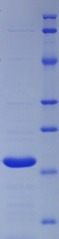 Figure. SDS-PAGE