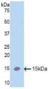 Western Blot; Sample: Recombinant SPC, Mouse.
