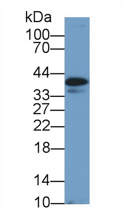 Western Blot; Sample: Canine Heart lysate; <br/>Primary Ab: 1µg/ml Rabbit Anti-Canine CLU Antibody<br/>Second Ab: 0.2µg/mL HRP-Linked Caprine Anti-Rabbit IgG Polyclonal Antibody<br/>(Catalog: SAA544Rb19)