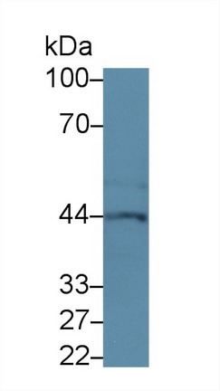 Western Blot; Sample: Mouse Kidney lysate; Primary Ab: 3µg/ml Rabbit Anti-Mouse CSE Antibody Second Ab: 0.2µg/mL HRP-Linked Caprine Anti-Rabbit IgG Polyclonal Antibody