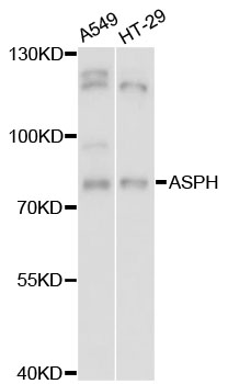 Anti-ASPH Antibody
