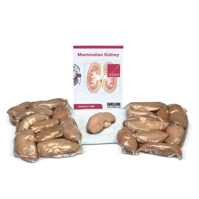 Mammalian Kidney Dissection BioKit®