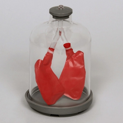 Lung Function Model Kit (Bell Jar)