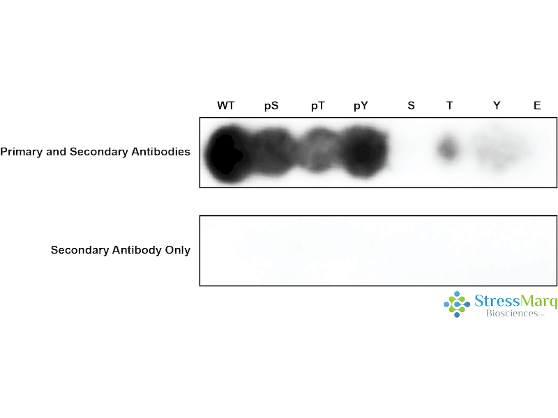 JAK2 Antibody (pTyr570)