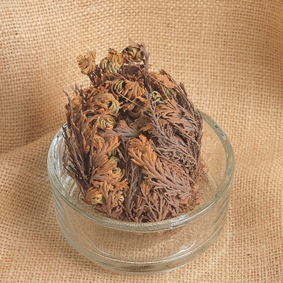 Resurrection Plant, Living