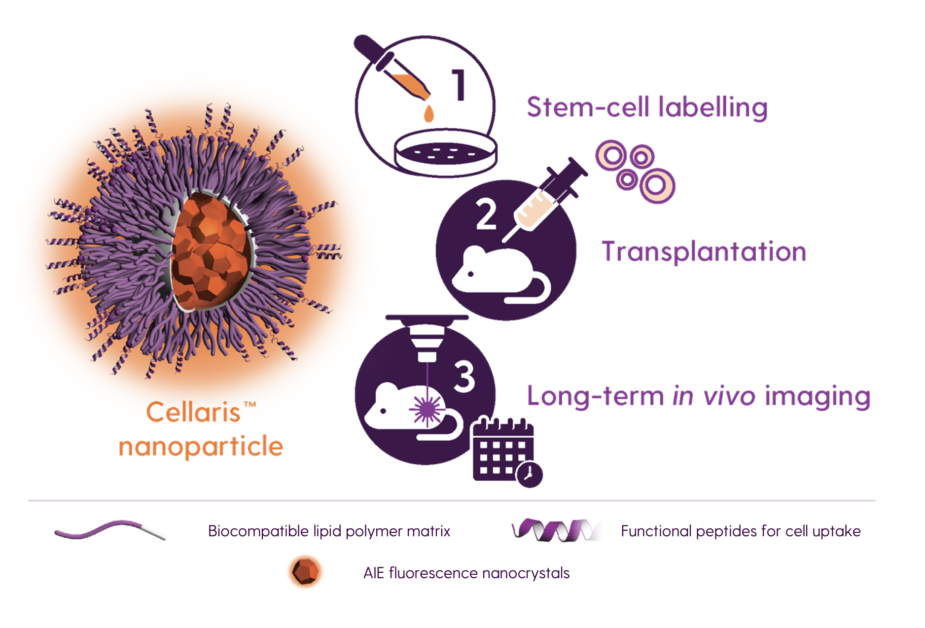 Cellaris™ Cell Labeling - Workflow