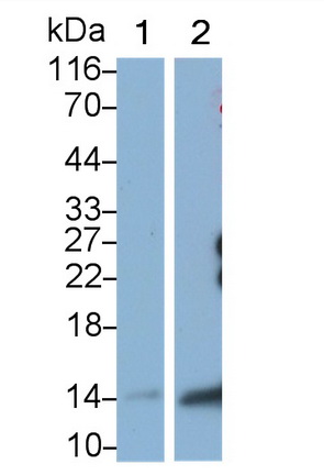 Western Blot; Sample: Lane1: Rat Bone marrow lysate; Lane2: Human Leukocyte lysate Primary Ab: 0.4µg/ml Mouse Anti-Rat MCP3 Antibody Second Ab: 0.2µg/mL HRP-Linked Caprine Anti-Mouse IgG Polyclonal Antibody (Catalog: SAA544Mu19)