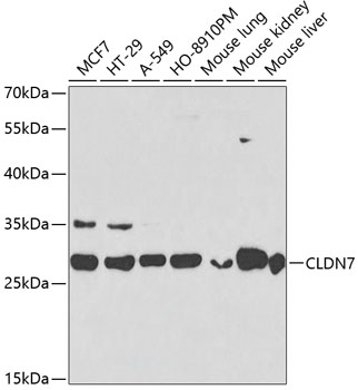 Anti-CLDN7 Antibody