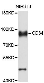 Anti-CD34 Antibody [Assigned #A0762]