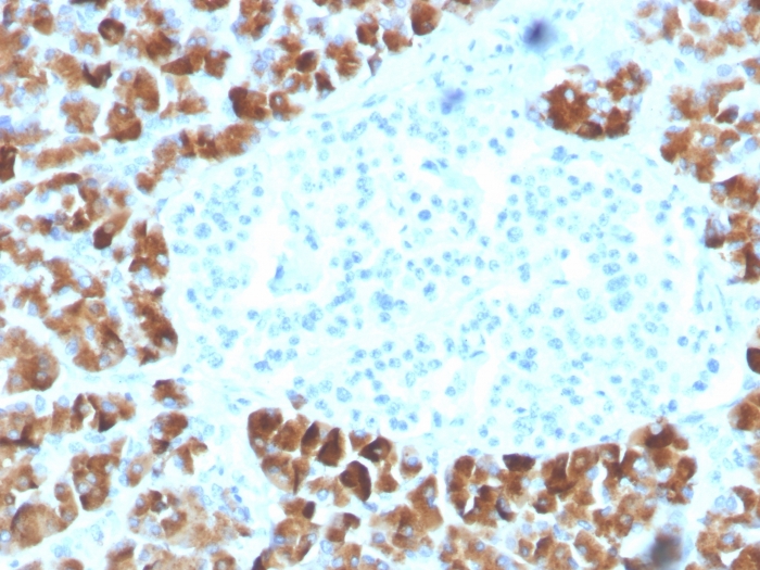 Anti-INSM2 Antibody [INSM2/4291] - BSA and Azide free
