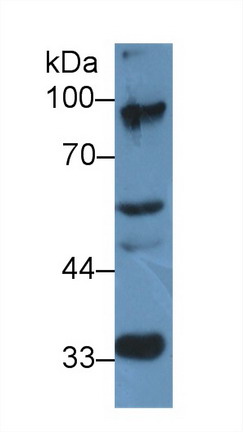 Western Blot; Sample: Mouse Cerebrum lysate; Primary Ab: 2µg/ml Rabbit Anti-Rat ELOA Antibody Second Ab: 0.2µg/mL HRP-Linked Caprine Anti-Rabbit IgG Polyclonal Antibody