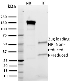 Anti-Band 3 Antibody [Q1/156] - BSA and Azide free
