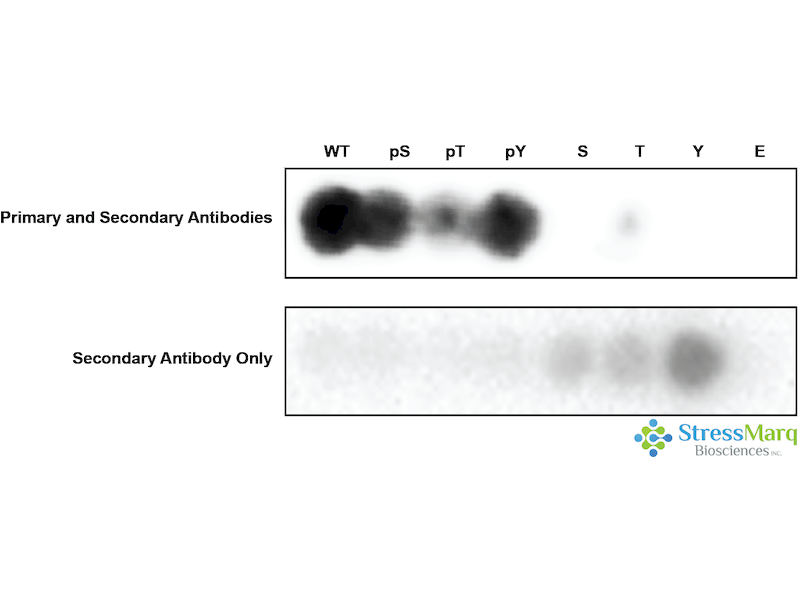 alpha Actinin Antibody (pTyr246)