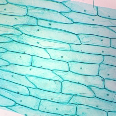 Typical Plant Cells Slide, w.m.