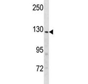 Insulin receptor R antibody western blot analysis in mouse heart tissue lysate
