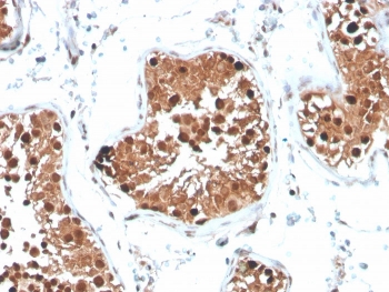 IHC staining of FFPE human testis with Inhibin alpha antibody. HIER: boil tissue sections in pH 9 10mM Tris with 1mM EDTA for 20 min and allow to cool before testing.