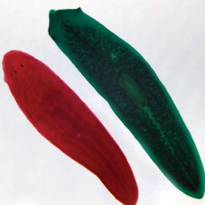 Planaria Combination, w.m. Microscope Slide