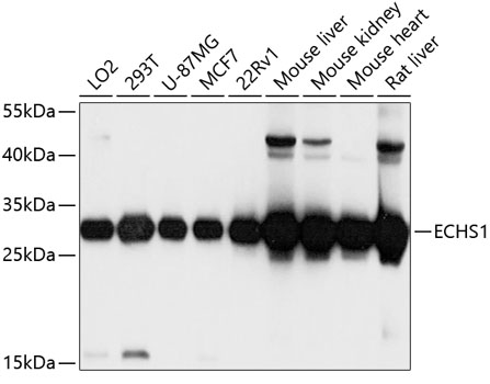 Anti-ECHS1 Antibody