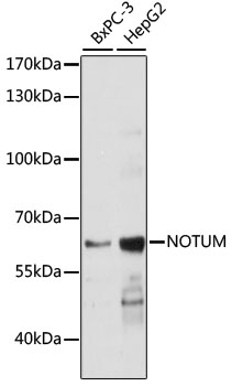 Anti-NOTUM Antibody