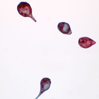 Stentor, w.m. Microscope Slide