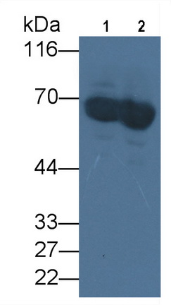 Western Blot; Sample: Lane1: Human Serum; Lane2: Human Plasma<br/>Primary Ab: 3µg/ml Mouse Anti-Human ALB Antibody<br/>Second Ab: 0.2µg/mL HRP-Linked Caprine Anti-Mouse IgG Polyclonal Antibody<br/>(Catalog: SAA544Mu19)