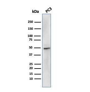 Western blot testing of human PC-3 cell lysate with recombinant ODC1 antibody. Predicted molecular weight ~51 kDa.