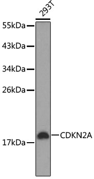Anti-CDKN2A Antibody