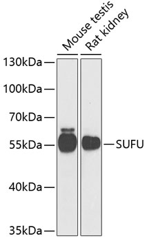 Anti-SUFU Antibody