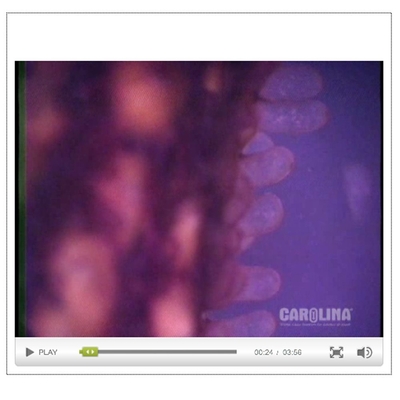 Starfish Anatomy: Circulatory System, Reproductive System, & Embryonic Development Video