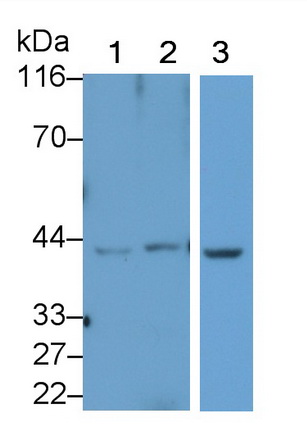 Western Blot; Sample: Lane1: Rat Liver lysate; Lane2: Mouse Liver lysate; Lane3: Porcine Liver lysate<br/>Primary Ab: 0.2µg/ml Rabbit Anti-Mouse HAO1 Antibody<br/>Second Ab: 0.2µg/mL HRP-Linked Caprine Anti-Rabbit IgG Polyclonal Antibody<br/>(Catalog: SAA544Rb19) Selected