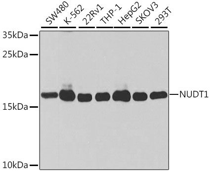 Anti-NUDT1 Antibody