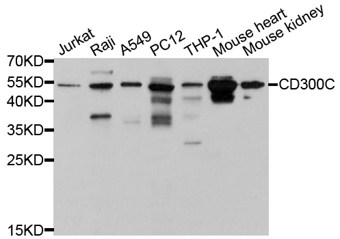 Anti-CD300C Antibody