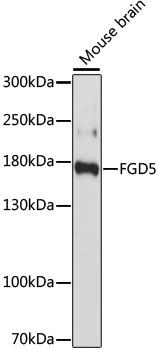 Anti-FGD5 Antibody