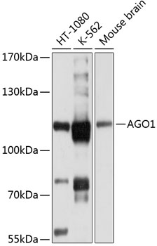Anti-AGO1 Antibody