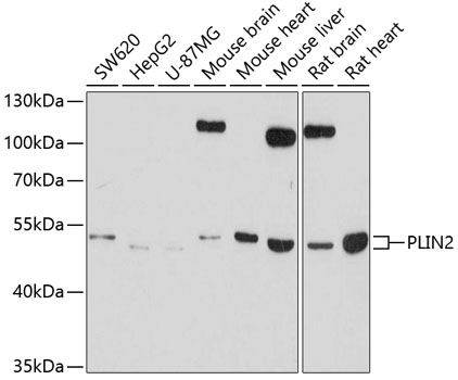 Anti-PLIN2 Antibody