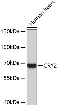 Anti-CRY2 Antibody