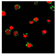 Anti-FPRL1 Antibody