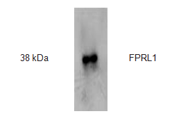 Anti-FPRL1 Antibody