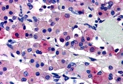 Anti-AVPR1B Antibody