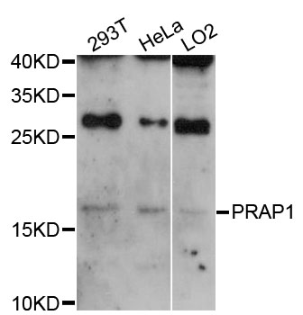 Anti-PRAP1 Antibody